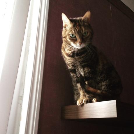 Mettre son travail dans des cartons chat étagère