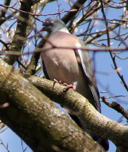 Columba palumbus