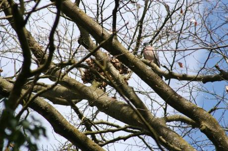 Columba palumbus