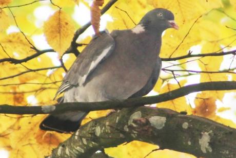 Columba palumbus