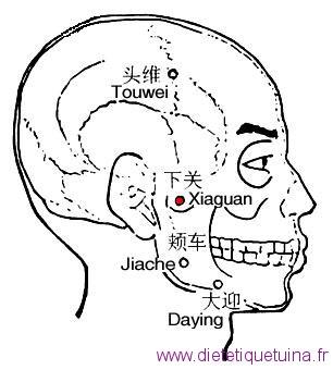 Le point Xia Guan du méridien de l’estomac (7E)