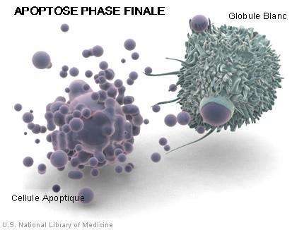 Curcumine ou curcuma contre le cancer apoptose_macrophage