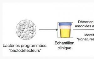 DIAGNOSTIC: Des bactosensors ou bactéries espions pour détecter les maladies – Inserm et Science Translational Medicine DIAGNOSTIC: Des bactosensors ou bactéries espions pour détecter les maladies – Inserm et Science Translational Medicine