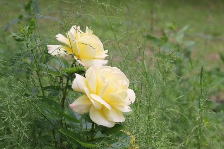 Les roses de mai