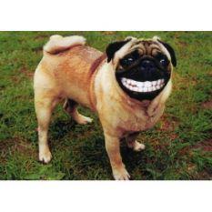 Sur internet, Valls va lancer la Brigade des Gentils contre les Méchants dog laugh