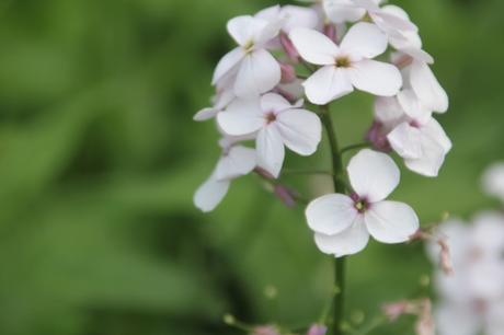 Hesperis matronalis