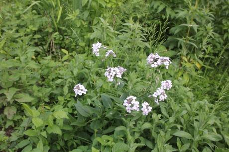 Hesperis matronalis