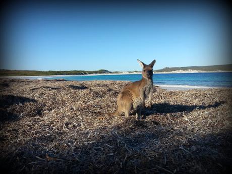 Esperance, Lucky Bay et Wave Rock : dans le sud de la Western Australia visiter l'Australie