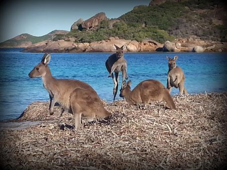 Esperance, Lucky Bay et Wave Rock : dans le sud de la Western Australia national park kangourou