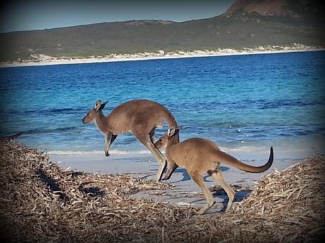 Esperance, Lucky Bay et Wave Rock : dans le sud de la Western Australia kangourou heureux
