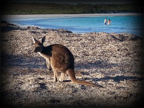 Esperance, Lucky Bay et Wave Rock : dans le sud de la Western Australia Lucky kangourous