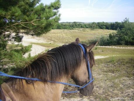 Faire une balade à cheval Faire une balade à cheval