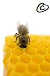 Nos abeilles ont le 