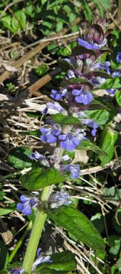 Ajuga reptans (Bugle rampante) Ajuga reptans (Bugle rampante)