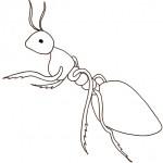 dessin de fourmi