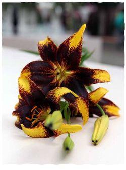 Lilium_02 Lilium_02