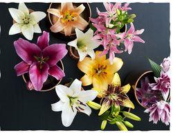 Liliums Liliums