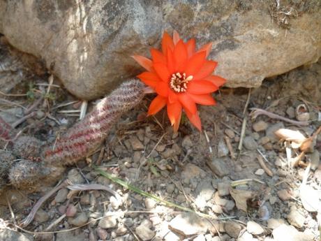 CACTUS ET TRITOMAS P1040560 CACTUS 30 05 15 (1632 x 1224).jpg