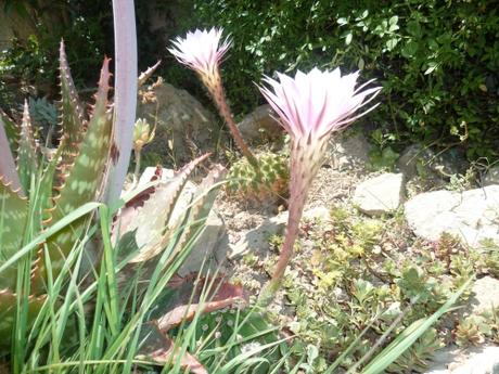 CACTUS ET TRITOMAS P1040562 CACTUS 30 05 15 (2448 x 1836).jpg