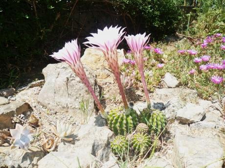 CACTUS ET TRITOMAS P1040561 CACTUS 30 05 15 (2448 x 1836).jpg