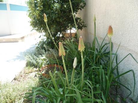 CACTUS ET TRITOMAS P1040563 TRITOMAS 30 05 15 (2448 x 1836).jpg