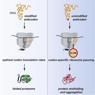 #Cell #ARNm #ARNt #ribosome #protéine #codon #anticodon #traduction #protéome L’Optimisation des Niveaux de Traduction de Codon par Modifications de l’ARNt Maintient l’Intégrité du Protéome