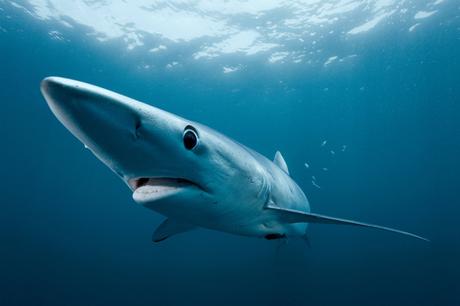 La photographie du jour copyright richard herrmann