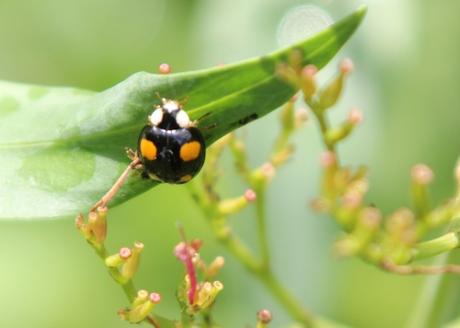 Harmonia axyridis