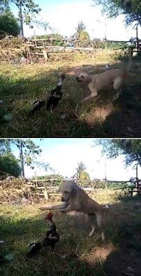 Thaïlande, Combat chien vs coq [HD