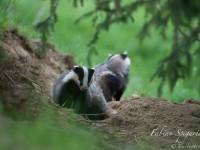 Le grand terrier… Le grand terrier…