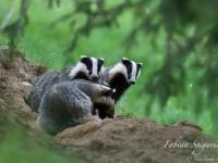 Le grand terrier… Le grand terrier…