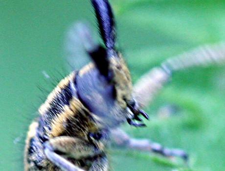 Agapanthia villosoviridescens Agapanthia villosoviridescens