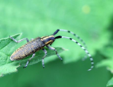 Agapanthia villosoviridescens Agapanthia villosoviridescens