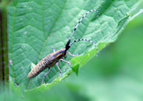Agapanthia villosoviridescens Agapanthia villosoviridescens