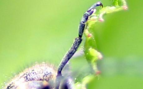 Agapanthia villosoviridescens Agapanthia villosoviridescens