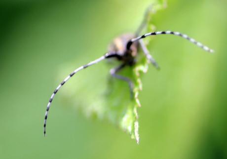 Agapanthia villosoviridescens Agapanthia villosoviridescens