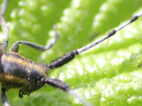 Agapanthia villosoviridescens Agapanthia villosoviridescens