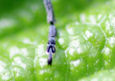 Agapanthia villosoviridescens Agapanthia villosoviridescens