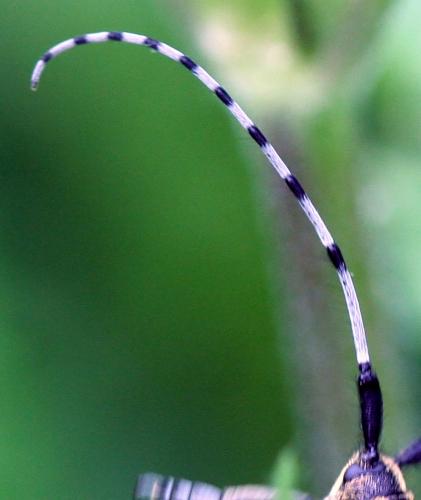 Agapanthia villosoviridescens Agapanthia villosoviridescens