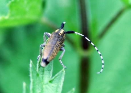 Agapanthia villosoviridescens Agapanthia villosoviridescens
