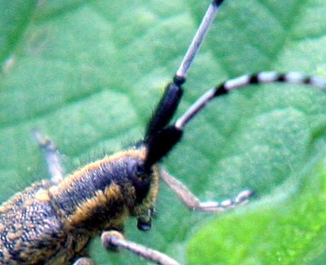 Agapanthia villosoviridescens Agapanthia villosoviridescens