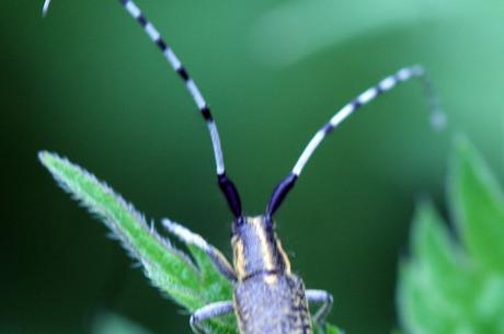 Agapanthia villosoviridescens Agapanthia villosoviridescens