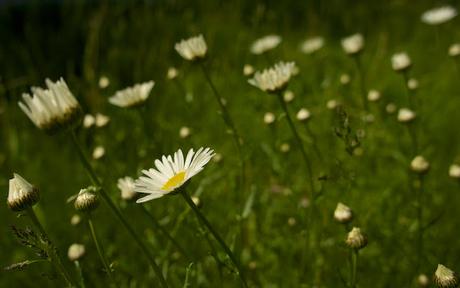 Flower Power : la biodiviersité à l'honneur dans le Vieux-Longueuil Flower Power : la biodiviersité à l'honneur dans le Vieux-Longueuil
