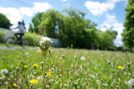 Flower Power : la biodiviersité à l'honneur dans le Vieux-Longueuil Flower Power : la biodiviersité à l'honneur dans le Vieux-Longueuil