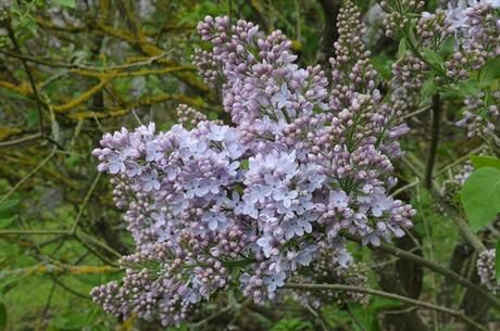 Plus importante collection de Lilas Lemoine au monde au Jardin botanique du Montet à Villers-lès-Nancy Lemoine Firmament