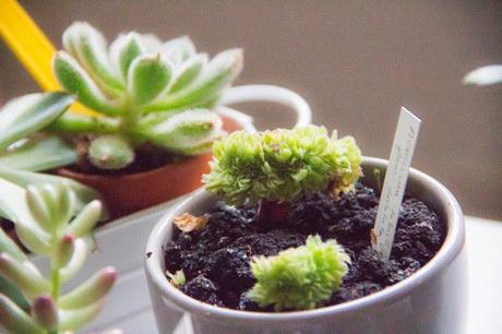 Succulentes Bouture Plantes Grasses