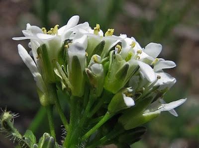 Arabis hirsuta (Arabette hérissée)