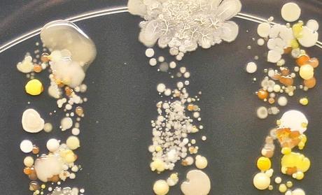 hand-print-bacteria-4