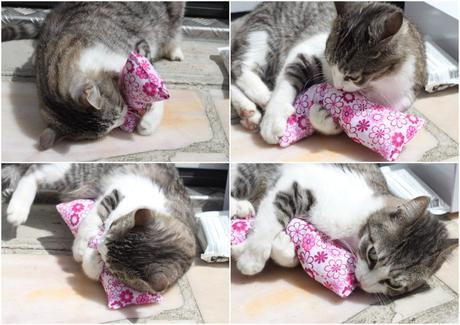 Miaoubox de Mai miaoubox