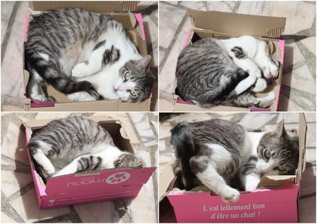Miaoubox de Mai miaoubox2